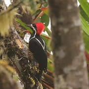 Powerful Woodpecker