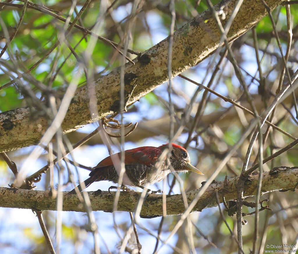 Pic rougeâtre mâle