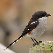 Southern Fiscal