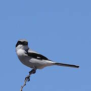 Loggerhead Shrike