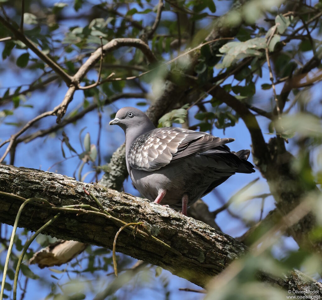 Pigeon tigré