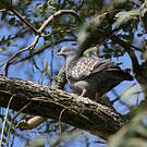 Pigeon tigré