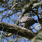 Pigeon tigré