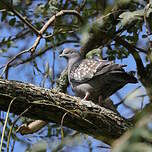 Pigeon tigré
