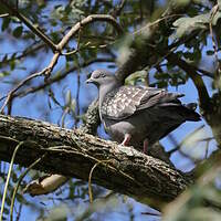 Pigeon tigré