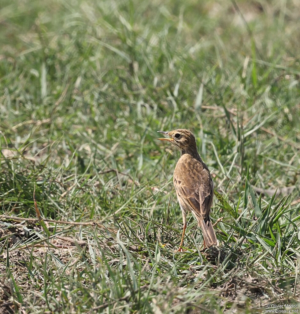 Paddyfield Pipit
