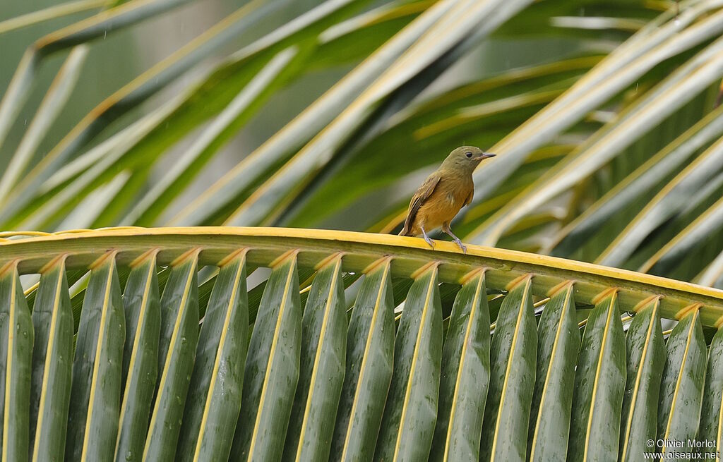 Pipromorphe roussâtre