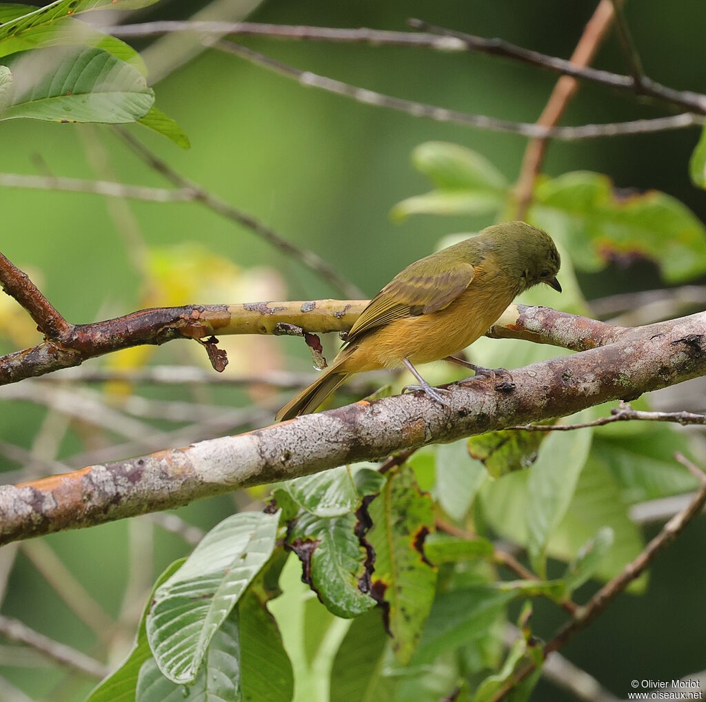 Pipromorphe roussâtre