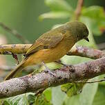 Pipromorphe roussâtre