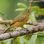 Pipromorphe roussâtre