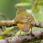 Pipromorphe roussâtre