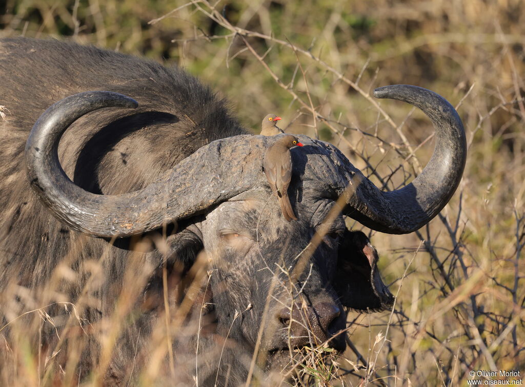 Red-billed Oxpecker