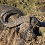 Red-billed Oxpecker