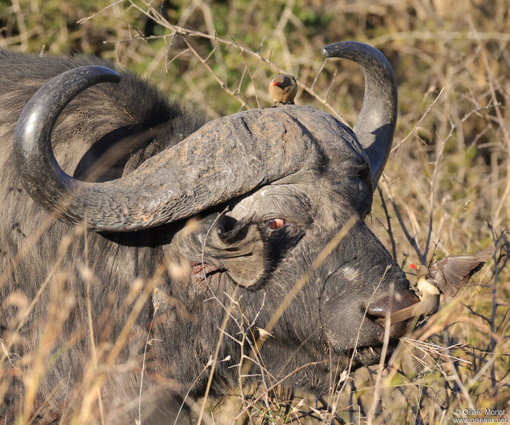 Red-billed Oxpecker