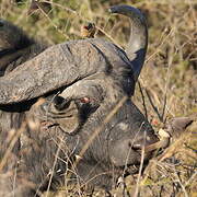 Red-billed Oxpecker