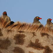 Red-billed Oxpecker