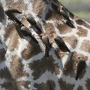 Red-billed Oxpecker