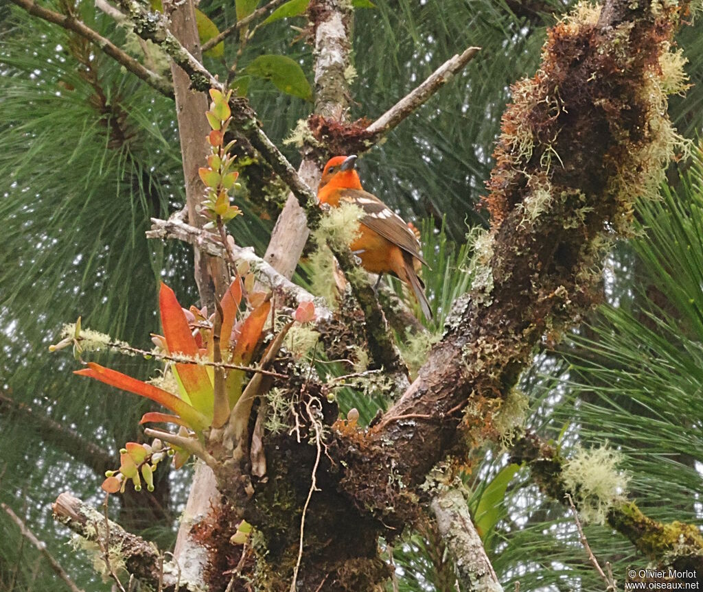 Piranga à dos rayé
