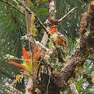 Piranga à dos rayé