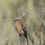 Brown-backed Chat-Tyrant