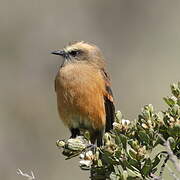 Brown-backed Chat-Tyrant