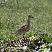 Pacific Golden Plover