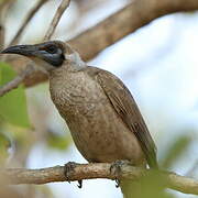 Little Friarbird