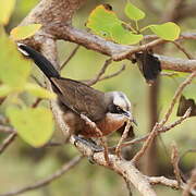 Grey-crowned Babbler