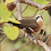 Grey-crowned Babbler