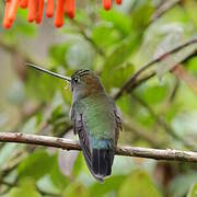 Green-fronted Lancebill