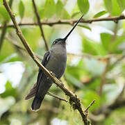 Green-fronted Lancebill