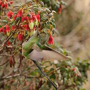 Black-tailed Trainbearer