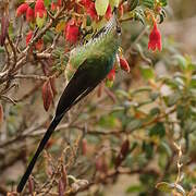 Black-tailed Trainbearer