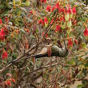 Black-tailed Trainbearer