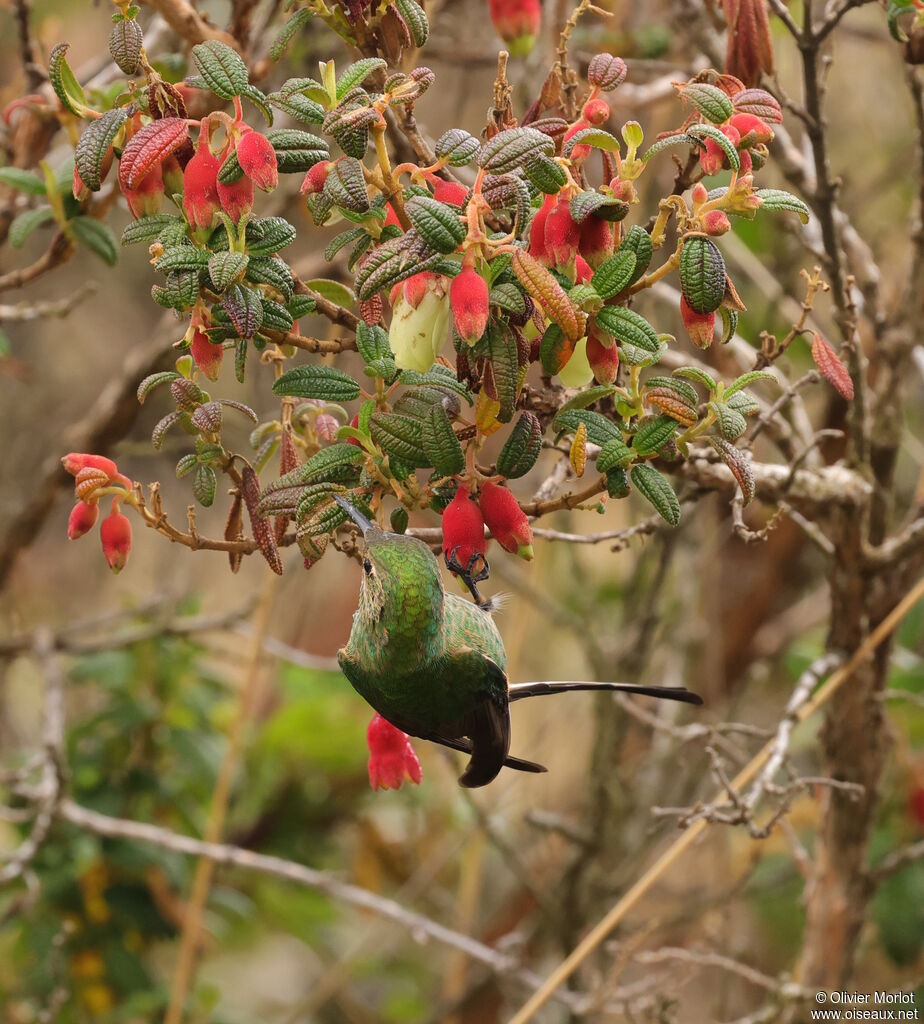 Black-tailed Trainbearer