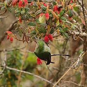 Black-tailed Trainbearer