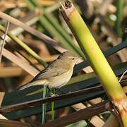 Common Chiffchaff