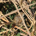 Prinia gracile