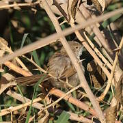 Graceful Prinia