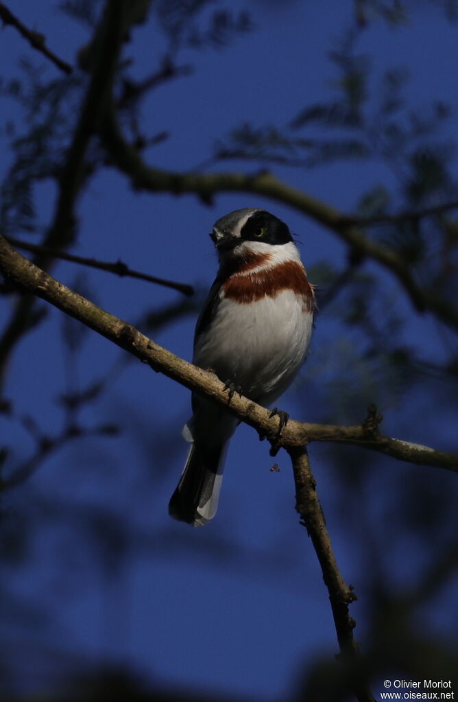 Chinspot Batis