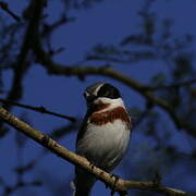 Chinspot Batis