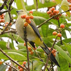 Ptilogon à longue queue