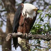 African Fish Eagle