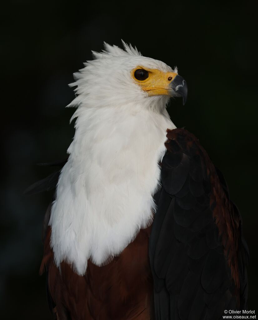 African Fish Eagle