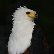 African Fish Eagle