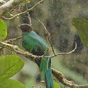 Golden-headed Quetzal