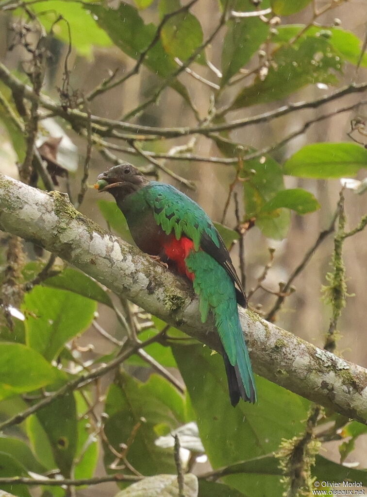 Golden-headed Quetzal