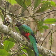 Golden-headed Quetzal