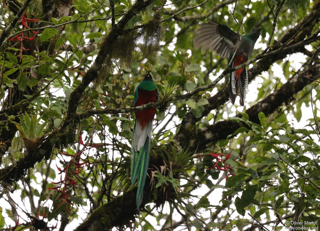 Quetzal resplendissant