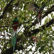 Resplendent Quetzal